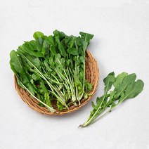 국내산 대용량 루꼴라, 100g, 1봉