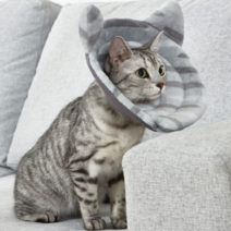 미즈펫 반려동물 초경량 넥카라, 블루