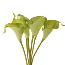 리버그린 조화 카라가지 6개묶음, 그린