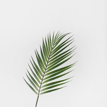 블루밍앤미 아레카야자 조화, 그린