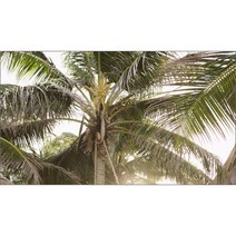 UVDS 아트보드 야자수 나뭇잎, 1개