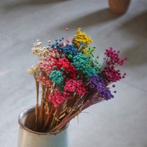 가팡 시넨시스 드라이플라워, 혼합 (12번/DRYB12812)