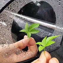 차량용 사이드미러 방수 코팅필름 소 2p, 투명, 1세트