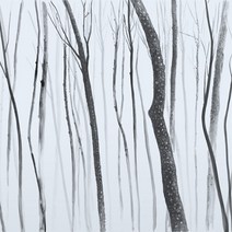 포인트벽지 50h505004, 포레스트나무그림