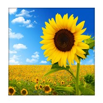 아이엠미니 DIY 명화그리기 별빛 무드등 패키지 30 x 40 cm, 들판의 해바라기