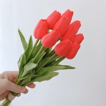 소프트 튤립 10p, 레드