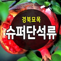 [경북농원] 수퍼 단석류 왕석류등 좋은 품질의 석류묘목 판매중, (신품종)캘리포니아 석류 상묘