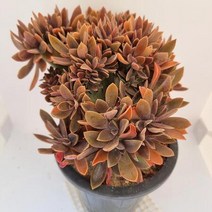 흑괴리철화 키우기 쉬운 다육이 다육식물1-250, 단품