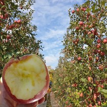 당도선별 경북 꿀 사과 2kg 5kg 10kg 사과, 1박스, 06.가정용사과5kg/ 크기랜덤/반품불가