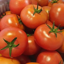 [효민농원] 당일수확 농장직거래 고랭지 찰 토마토 10KG, 1박스