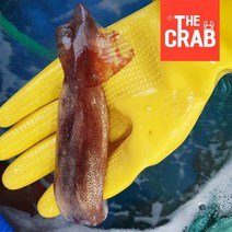 더꽃게 당일조업 동해 활 오징어 생물오징어, 1box, 활 한입오징어 1kg (3-13미/급랭)