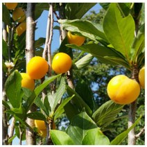 오얏나무 열녀수 [접목1년] kjot