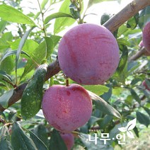 [나무인] 왕자두 결실주 분뜨기 R3~4