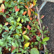 [해찬농원]레드로빈 홍가시 나무 묘목 정원수 관상수 조경수