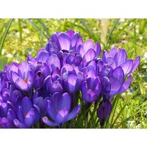 크로커스 구근 - 옐로우 5구(wf)