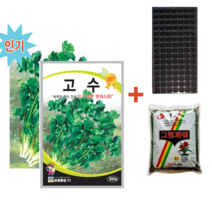 고수씨앗 300립-2봉+파종트레이+파종용토 향채씨앗종자 coriander 다기능효용