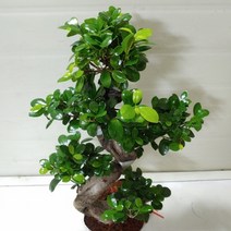 [성심] 가지마루380