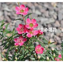 수생/묘목 호주매화(비너스) 갈색플라스틱 모종 3개(L0652), 3개