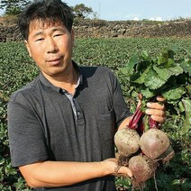 겨울 생비트5kg(비트즙 콜라비 꼬깔양배추), 5kg, 1개