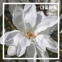 내꽃농원 별목련 (투스톤) 접목 1년