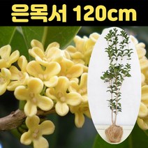 핫딜몬 은목서묘목 120cm 분묘, 1개