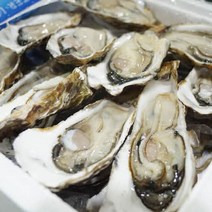 장가네수산 산지직송 통영생굴 하프셀 반각굴 1단 30미 내외/(평일오후2시이전까지 당일발송), 1box, 하프셀 1단