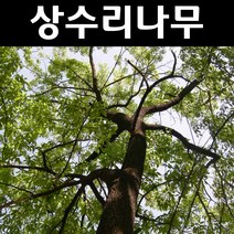 상수리 실생1년 플러그묘 5개/나무 묘목/활엽수/정원용