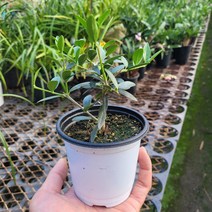 올리브나무 10cm 앙증맞게 키워봐요!