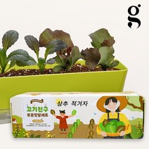 상추키우기 세트 상추 적겨자 베란다 텃밭세트 식물 키우기 다이소, 1)투톤텃밭(상추/적겨자)