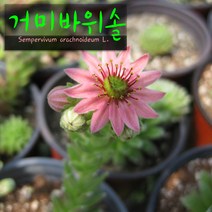 허브여울 거미바위솔 지름 9cm 소품 다육화분, 5개
