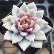 50가지 다육이 [ 취향저격 ], 25번-독일샴페인