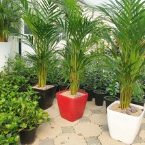 청년농부 초특가 아레카야자 완제품 공기정화식물 인테리어식물, 빨강