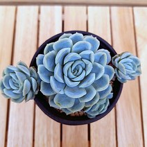 러브코리아 라드베리아이스 키우기 쉬운 도매화원 식물 다육40 랜덤발송, 단품