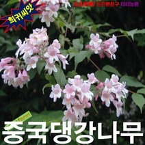 (희귀씨앗) 위실나무(중국댕강나무) 5립, 상세페이지 참조