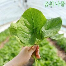 23년 국산 고령 곰취나물 곰취쌈 생곰취 햇곰취 500g 1kg 2kg 2월나물 제철 봄나물 장아찌 쌈밥 산지직송, 곰취 500g