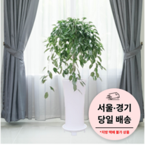 에코플랜트 실내 공기정화 식물 개업식 사무실 이전 승진 까페 개원 집들이 선물 개업 축하 화분 배달 [서울 경기 당일배송]<토요일 오후 일요일 주문건 월요일배송>, 09. 킹벤자민, 1개” class=”wr-img”></a></div></p></div></p></div></p></div><div class=