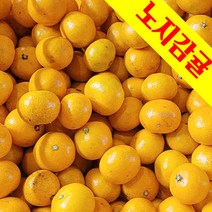 가성비좋은 감귤 중대과 10kg청정 제주 노지감귤, 1박스