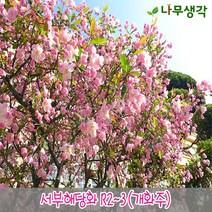 착한가격 나무생각 / 서부해당화 / R2~3 / 개화주