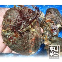 남해 대자 돌멍게 1kg (4~5미), 1개