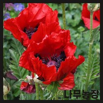 (나무농장) 수입숙근초 숙근양귀비 킹콩