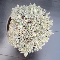 꽃다리 특엽옥접철화 37 다육식물 다육철화 아이만배송