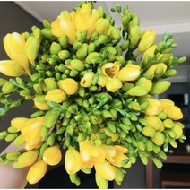 <에밀리정원> 후리지아 10대+10대 생화택배 화훼농가돕기” class=”wr-img”></a></div>
</p></div>
</p></div>
</p></div>
<div class=