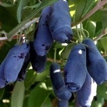 묘목/하니베리-백두산(댕댕이나무)/실생2년포트/2개 B991