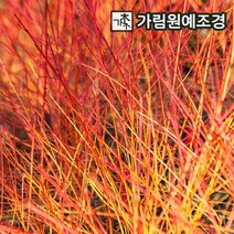 말채나무 6종모음전 흰말채 노랑말채 미드윈터파이어 윈터뷰티 애니스윈터오렌지 케셀링기 가림원예조경, 애니스윈터오렌지 4치장포트