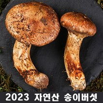 2023년 최고급 자연산 송이 버섯 자연 추석 설날 명절 선물세트 500g, 2등급7cm 이상 1kg