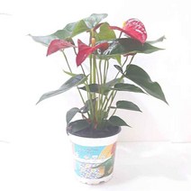 빨간색잎이 예쁜 안시리움 안스리움꽃 실내공기정화식, 또또상회  본상품선택