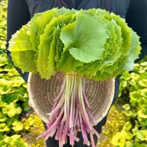 농랑부랑 김해 햇 머위 머위순 봄나물 1kg 2kg