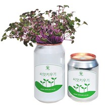 [아이엠캔] 새싹재배세트 보리 1ea 씨앗 새싹 채소 키우기 키트 텃밭 모종 홈가드닝 베란다 미니 텃밭 유치원 어린이집 홈재배 유치원교구 관찰학습, 아이엠캔 보리(중)