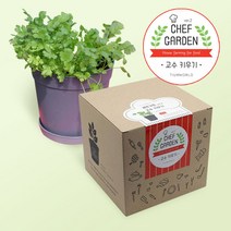 [셰프가든] 키친가든 (고수키우기) 텃밭세트 식물기르기, 단품