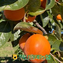 [익산원예농협] 달콤한 가을간식 대봉감 10kg(30-39), 1박스